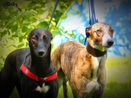 Dévaj Janis & Dévaj Jackpot