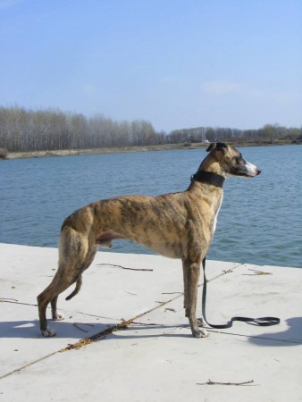 In Alsónémedi Greyhound Park (2014)