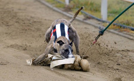 Dévaj Jackpot catch the hare. Photo Lac Skrach.