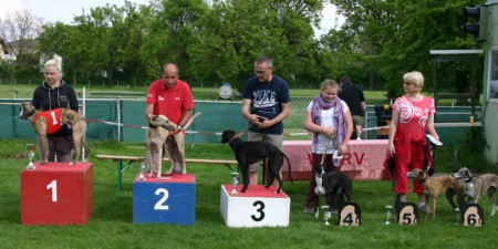 Dévaj Jackpot in Untersiebenbrunn (2014). Thanks the photo WWRV.