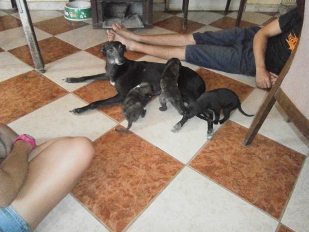 Dévaj Power Unique and the puppies (Jackpot, Jazzy, Janis). They are 2 weeks old.