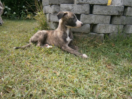 Jackpot 6 weeks old.