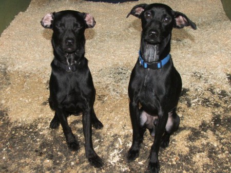 When he was in the shelter... :( with his brother.